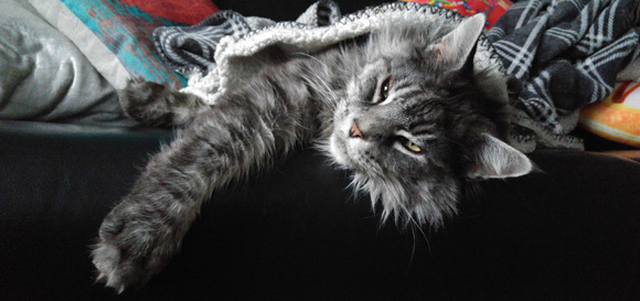 Prachtkat Mister