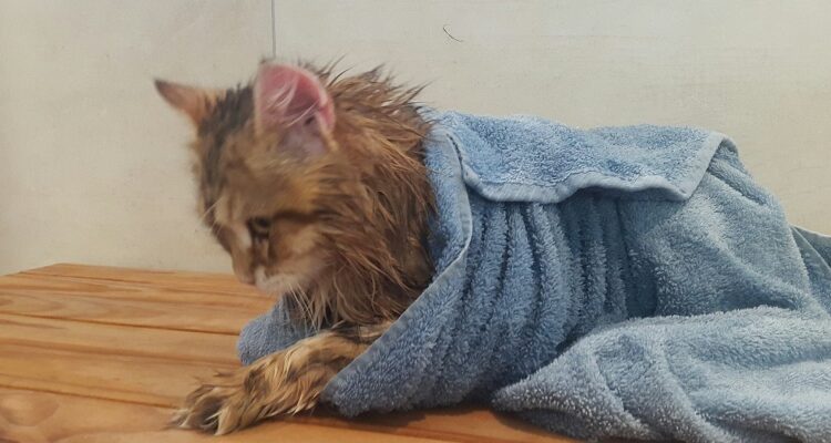 Kat voor het eerst onder de douche