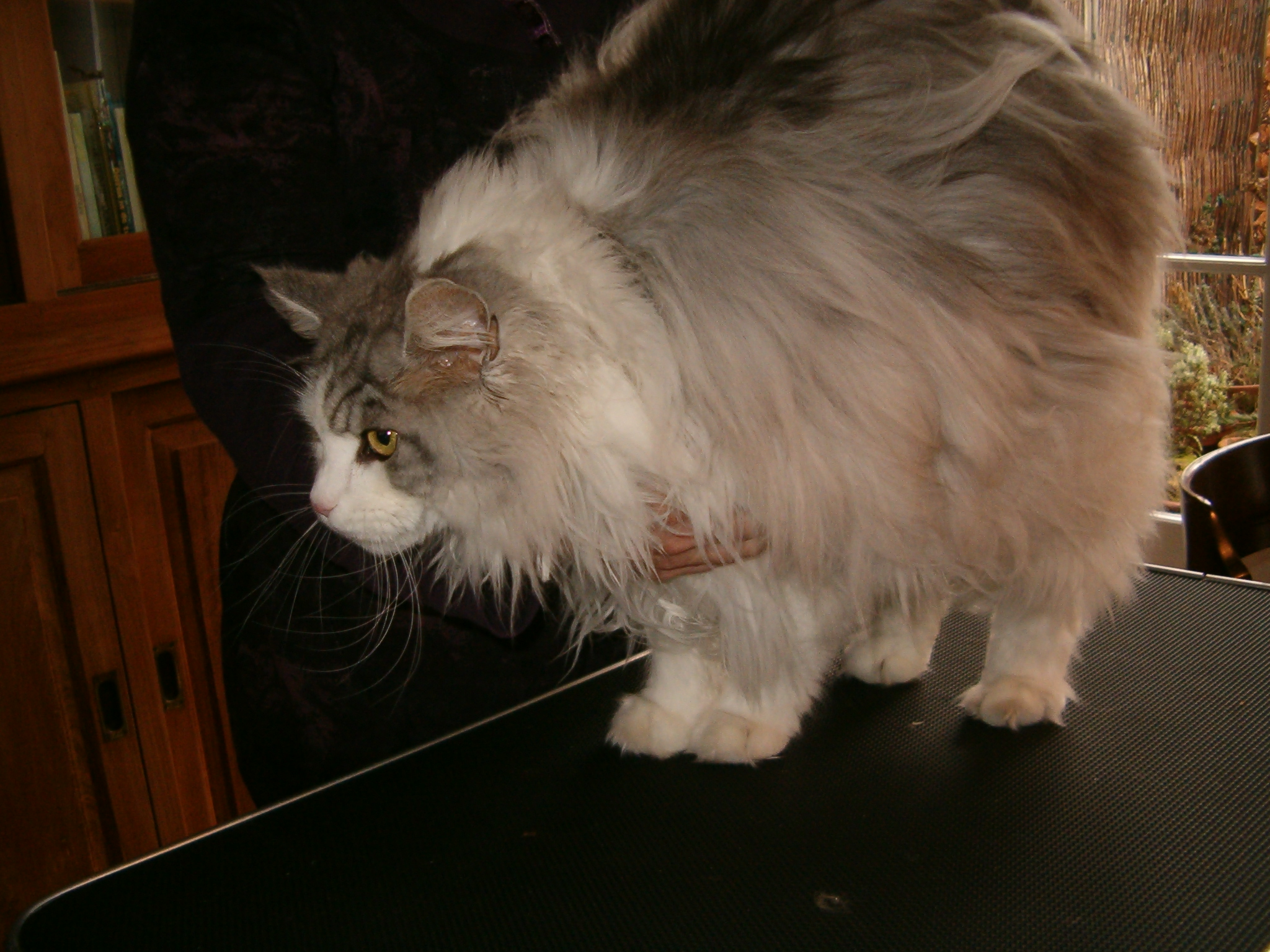 De kat voor de trimbeurt De kat voor de trimbeurt